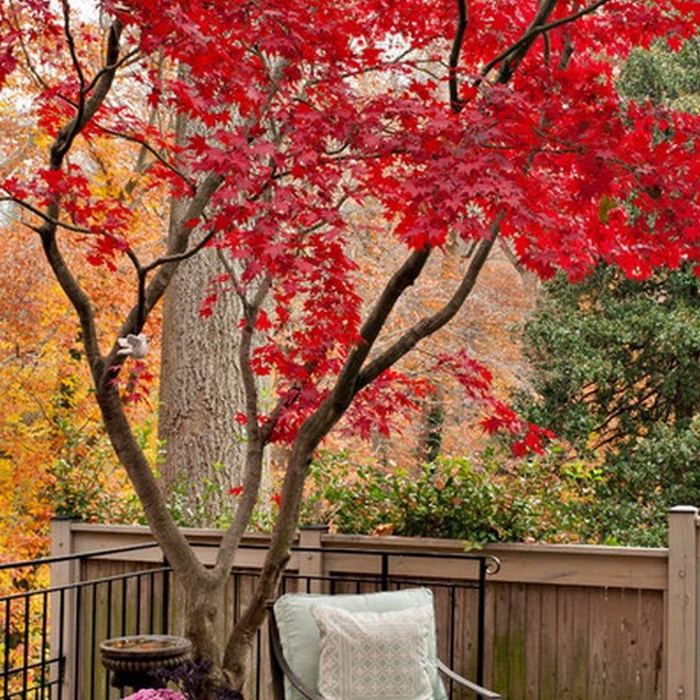 Hạt giống cây phong lá đỏ 10hạt TẶNG kèm 5 viên nén ươm hạt - HGT