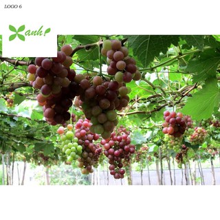 Hạt giống Nho pháp (10 hạt)