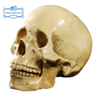 Mô hình đầu lâu bằng nhựa tỉ lệ 1 : 1 dùng trang trí