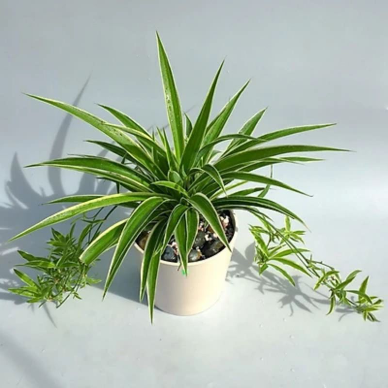 Cây Lan Chi  / Cây Mẫu Tử