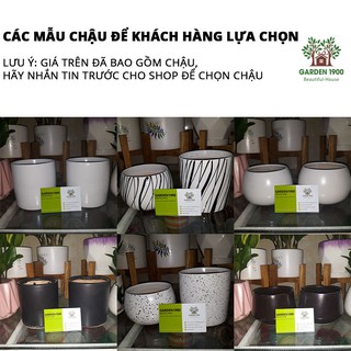 Cây bình an - Cây nội thất văn phòng