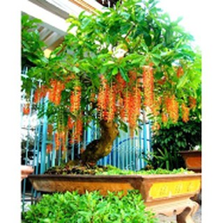 Cây Lộc Vừng tạo dáng đẹp.