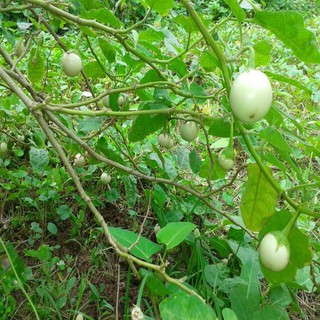 Hạt giống cà pháo trắng -2gr