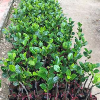 10 câ.y giống Mít không hạt