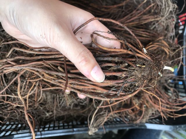 CỦ  HOA LEO ÔNG LÃO ĐÃ CÓ MẦM