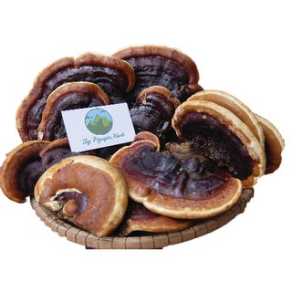 Nấm Linh Chi Rừng (Hồng Chi Việt Nam)