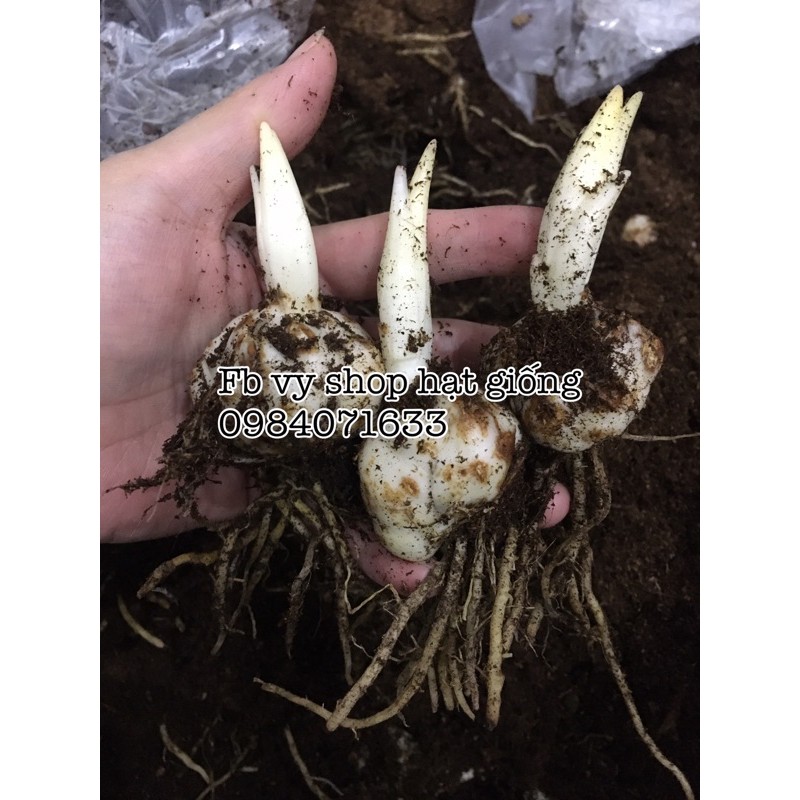 Củ ly lùn Hà Lan trồng Tết nhiều màu - bảo hành nở đúng màu