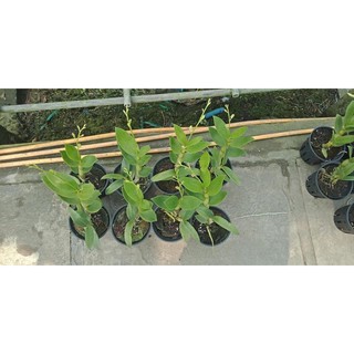 Hoa Lan Dendro Nắng Bà Liễu Thơm