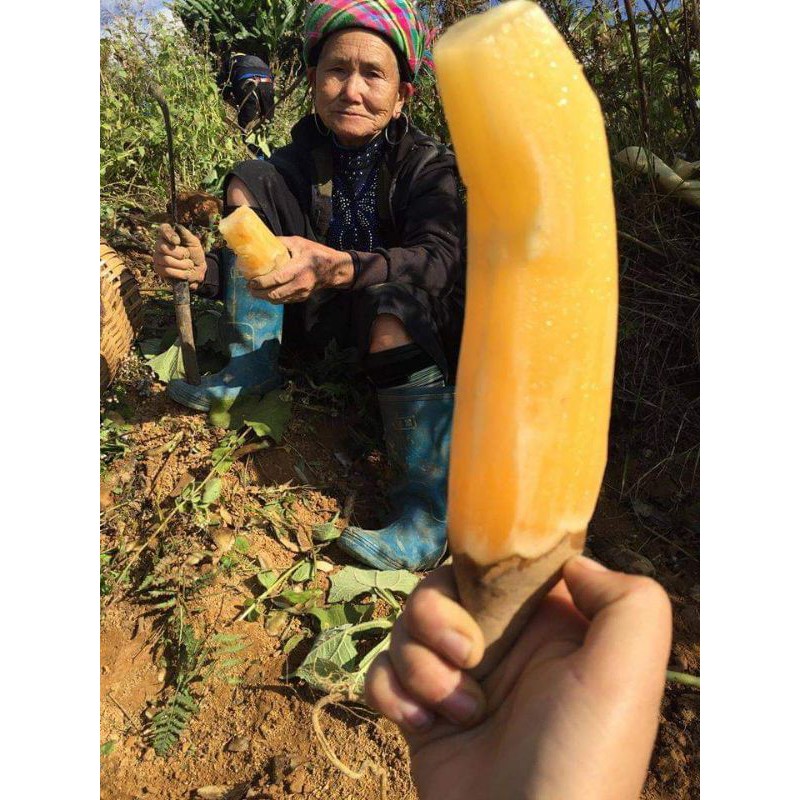 Khoai sâm đất y tý 1kg củ vừa