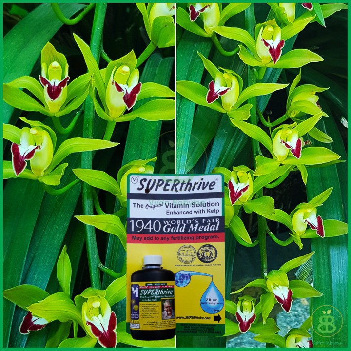 Siêu phẩm Superthrive 60ml
