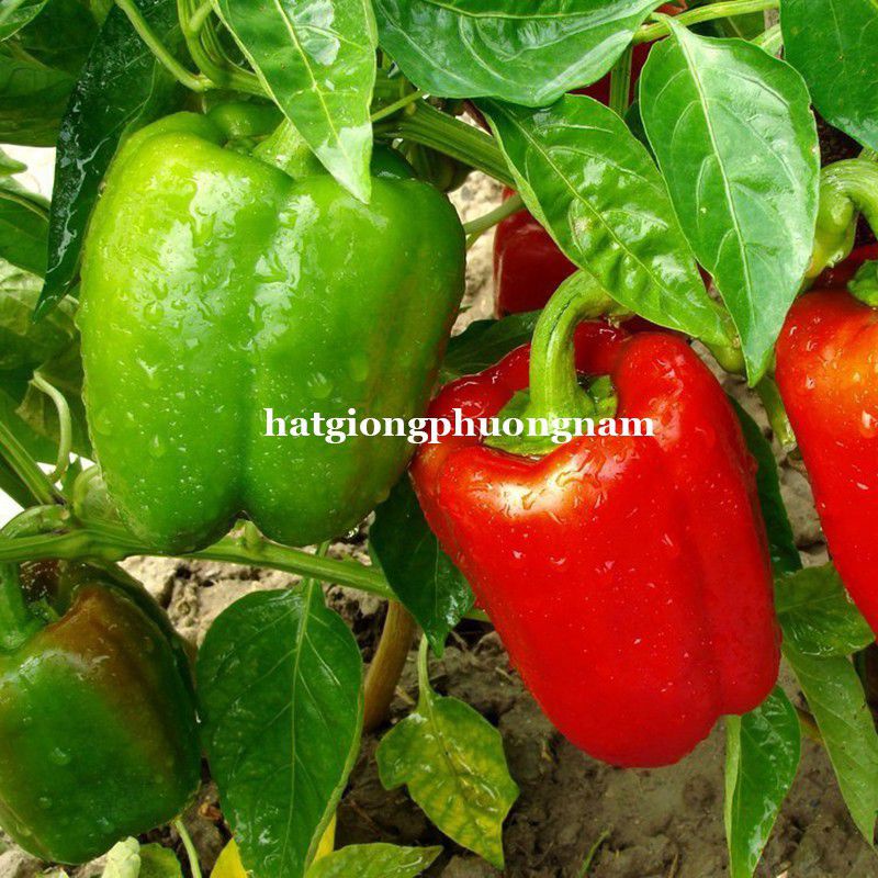 Hạt Giống Ớt Chuông, Chất Lượng F1 - gói 40 hạt
