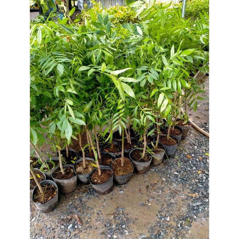 CÂY GIỐNG CÓC THÁI LÙN DANG HOA BÓI NĂM ĐẦU