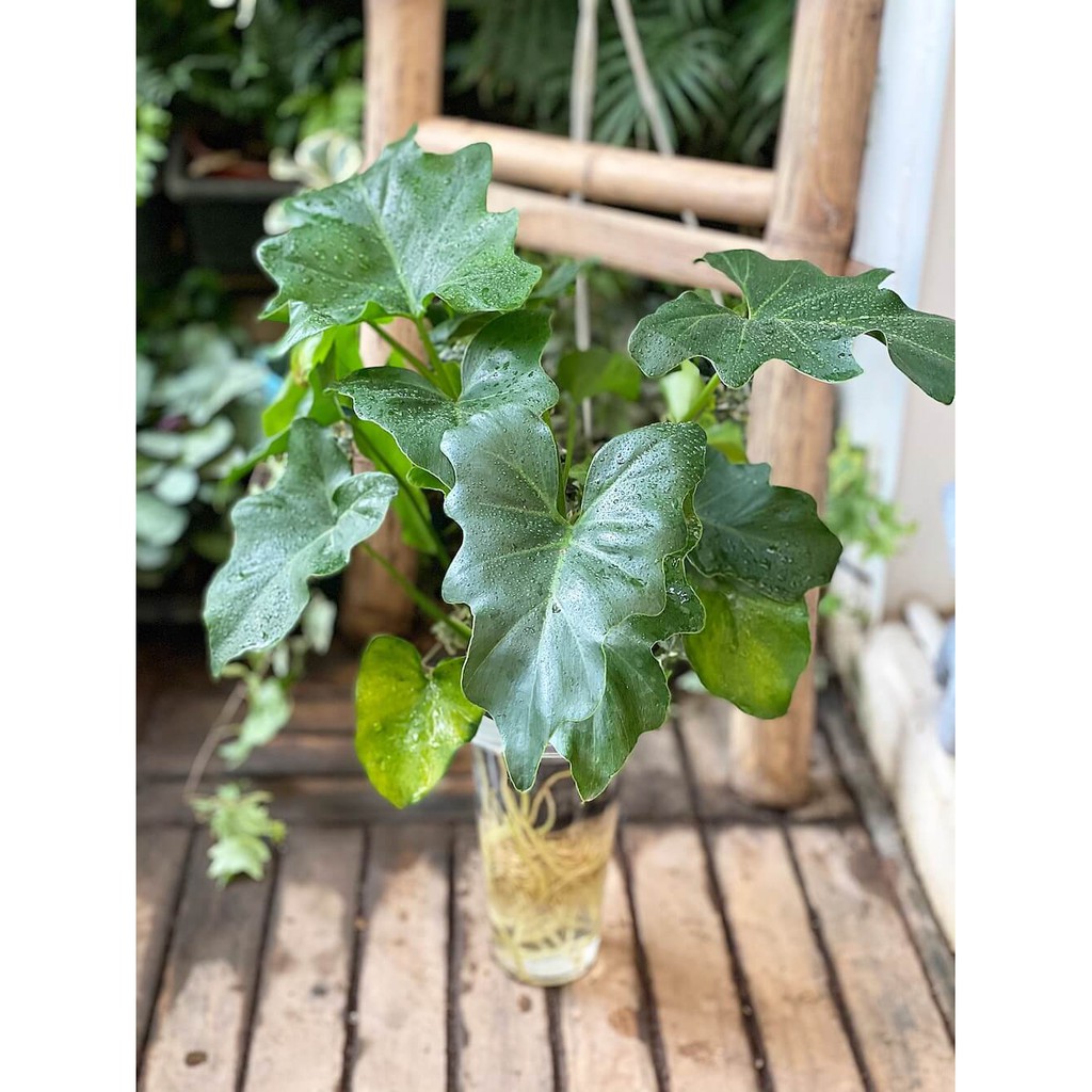 Cây Philodendron bipinnatifidum Little Hope (Cây Hy Vọng) kèm chậu thuỷ canh 2 lớp không cần tưới