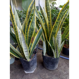 Cây Lưỡi hổ viền vàng cao