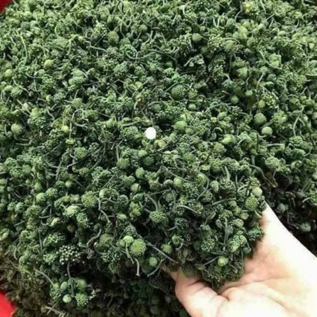 Nụ tam thất bao tử