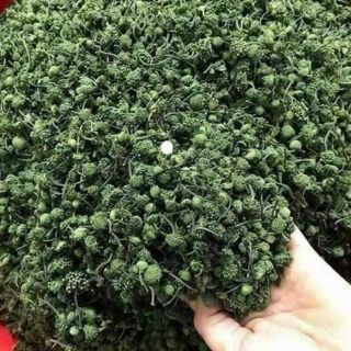 Nụ tam thất bao tử