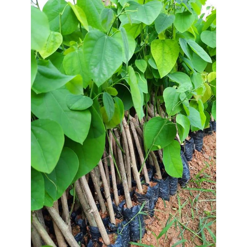 Rau bò khai cây giống