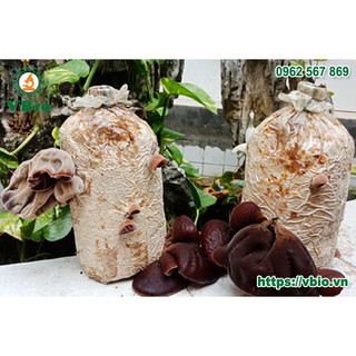 Bịch phôi nấm mèo - Phôi giống mộc nhĩ