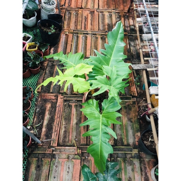 Philodendron golden dragon