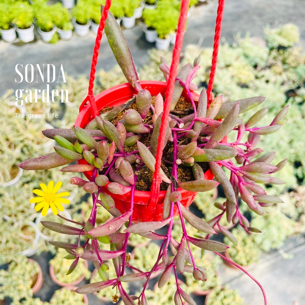 Sen đá ruby necklace SONDA GARDEN trồng chậu treo đường kính 9cm cây cảnh trang trí nhà cửa lỗi 1 đổi 1