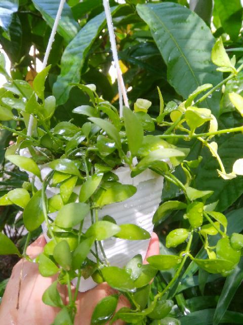 ĐôLa chậu treo