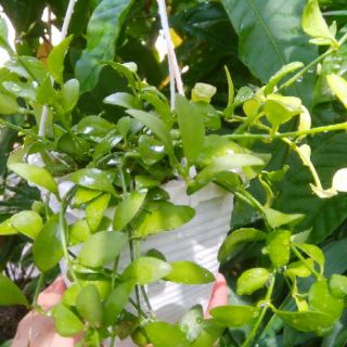 ĐôLa chậu treo