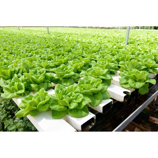 50 Rọ Thủy Canh Trồng Rau Thủy Canh, Thủy Sinh  65*65*40 mm