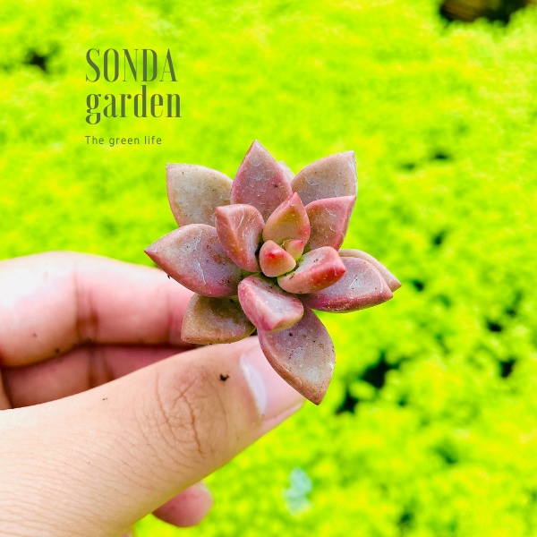 Sen đá đá nâu SONDA GARDEN size mini 2.5-4cm, cây cảnh trang trí nhà cửa, lỗi 1 đổi 1