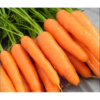 Hạt giống Củ cà rốt