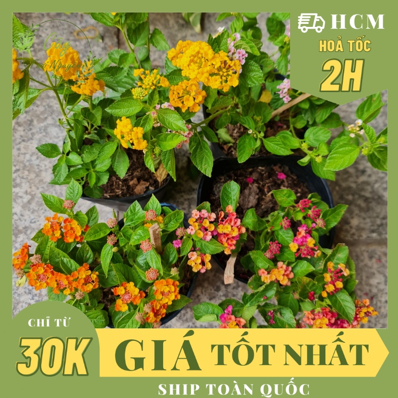 CÂY GIỐNG HOA NGŨ SẮC NHIỀU MÀU ,, Hoa giống, dễ trồng GIÁ RẺ, nở quanh năm, Cây Tươi Nguyên