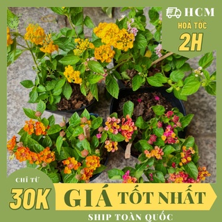 [CHỈ GIAO HCM] CÂY GIỐNG HOA NGŨ SẮC NHIỀU MÀU ,(cao 15cm), Hoa giống, dễ trồng GIÁ RẺ, nở quanh năm
