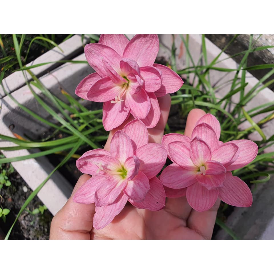 Tổng hợp Củ hoa huệ mưa ngoại siêu hoa Úc,Thái Lan nhiều màu, size hoa_Củ tóc tiên ngoại siêu dễ sống
