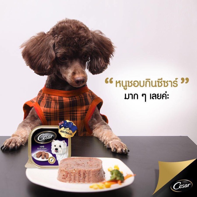 Pate hộp Cesar cho cún mèo🍲🥘