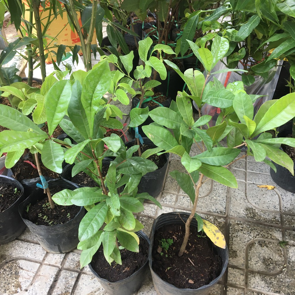 CÂY THẦN KỲ CHIẾT CÀNH CỦA CÂY ĐÃ TRƯỞNG THÀNH SẮP CÓ QUẢ