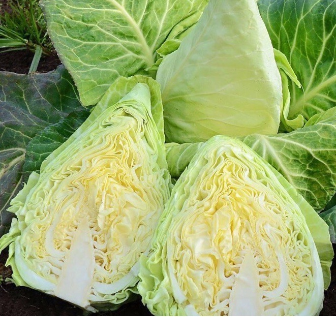 Hạt giống bắp cải Trái tim Early F1