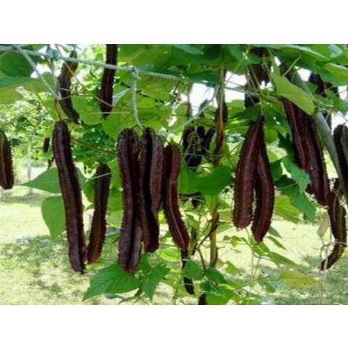 Hạt giống đậu rồng Thái kháng bệnh tốt, năng suất cao