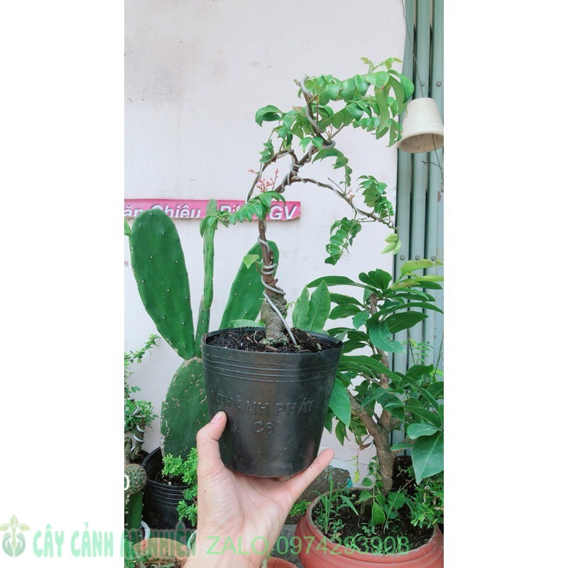 Cây Khế Bonsai