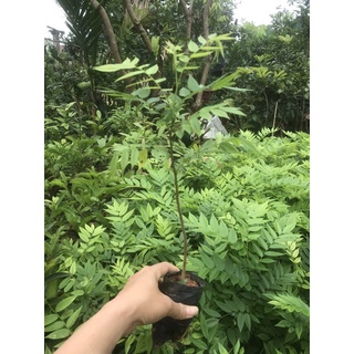 combo 10 cây sưa đỏ cao 30-35cm