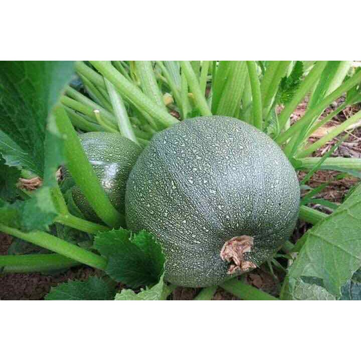 HẠT GIỐNG BÍ NGÒI QUẢ TRÒN XANH - GÓI 2 GRAM