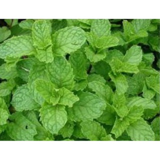 HẠT GIỐNG HÚNG BẠC HÀ GÓI 0,1G