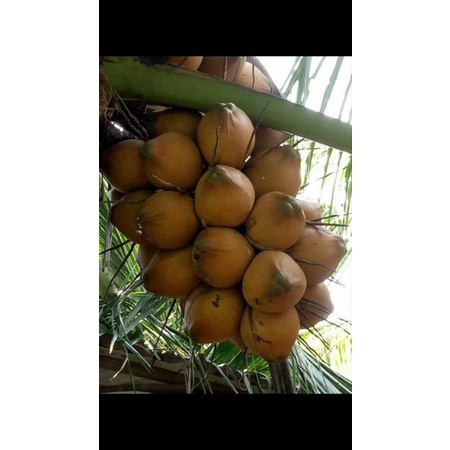 Cây 🌲 Dừa xiêm lùn Dâu
