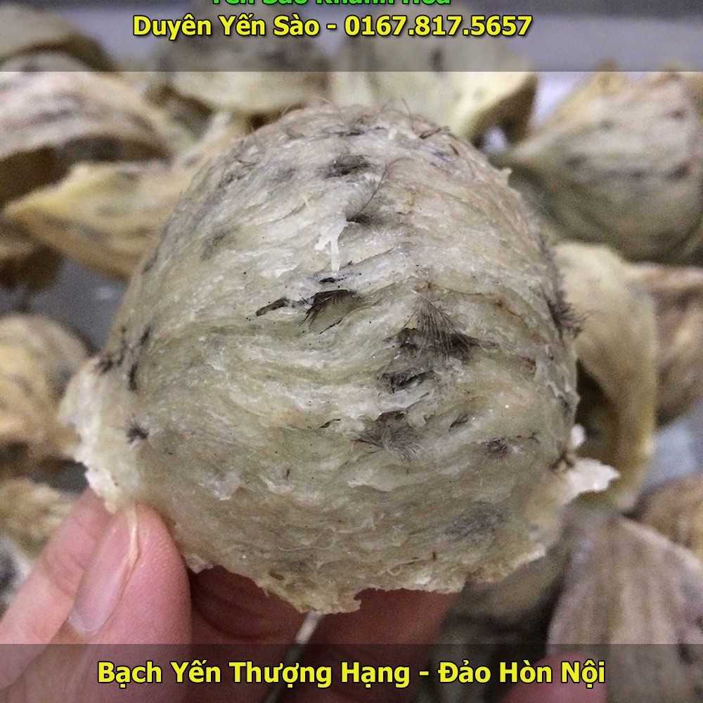 Yến thô nguyên tổ chưa rút lông, Yến sào Khánh Hòa