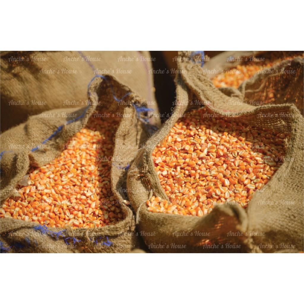 🍿 1kg Bắp Mỹ Khô Nổ Bắp Rang Bơ  Meanche, Tỷ lệ nổ cao, Popcorn Hàng Nhập Khẩu Mỹ🍿 Dùng Làm Bắp Rang Bơ Như Rạp Phim CGV