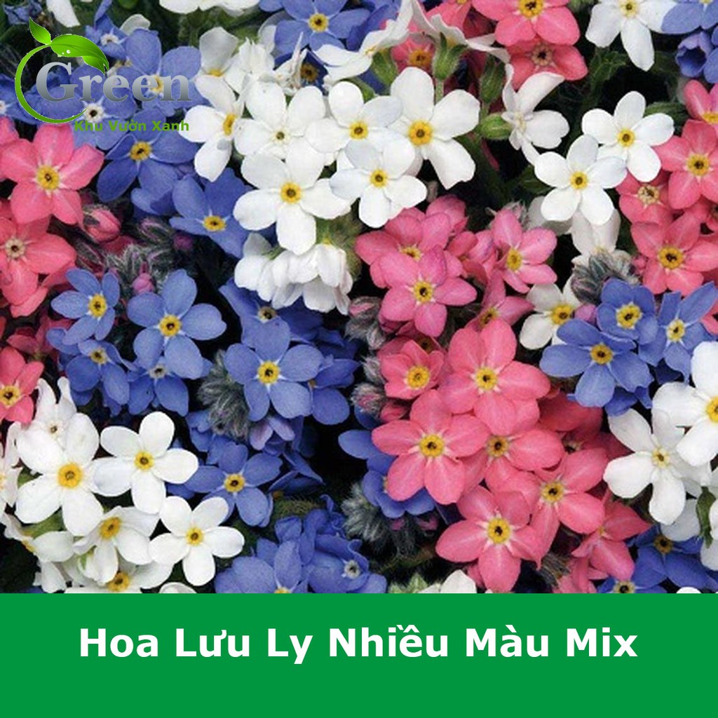 Hạt Giống Hoa Lưu Ly Nhiều Màu Mix