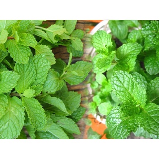 hạt giống bạc hà mix cực dễ trồng