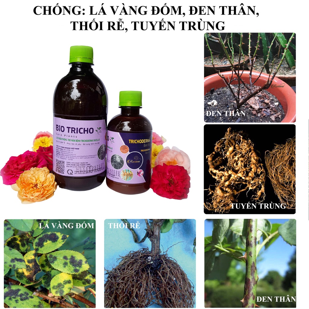 Chế phẩm sinh học trichoderma ROSAVA, nấm đối kháng chống thối rễ, đen thân vàng lá, đốm đen cây hoa hồng, lan, cây cảnh