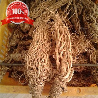 500g đương quy khô - LOẠI CAO CẤP