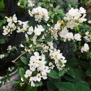 CHẬU CÂY LINH SAM (CÂY SAM NÚI ) DÒNG ĐỘT BIẾN HOA TRẮNG- SIÊU BÔNG