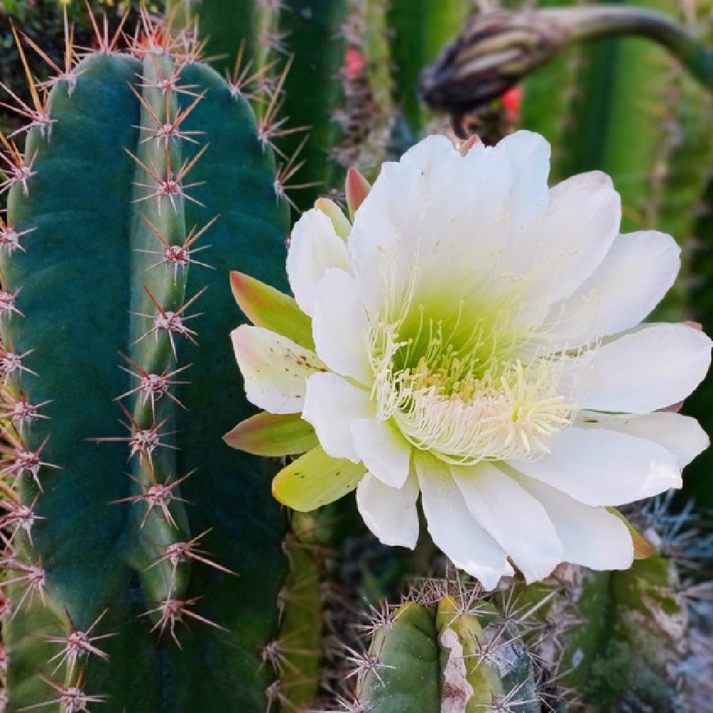 Cây Xương Rồng Trụ Pillar Cactus 07-150cm Trang Trí Sân Vườn Siêu Đẹp.