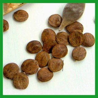Hạt giống hoa Tử Đằng